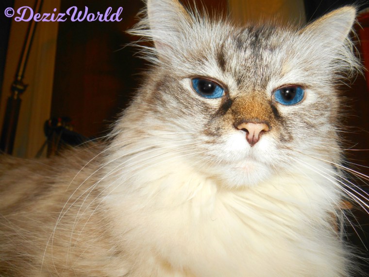 Dezi looks at camera selfie