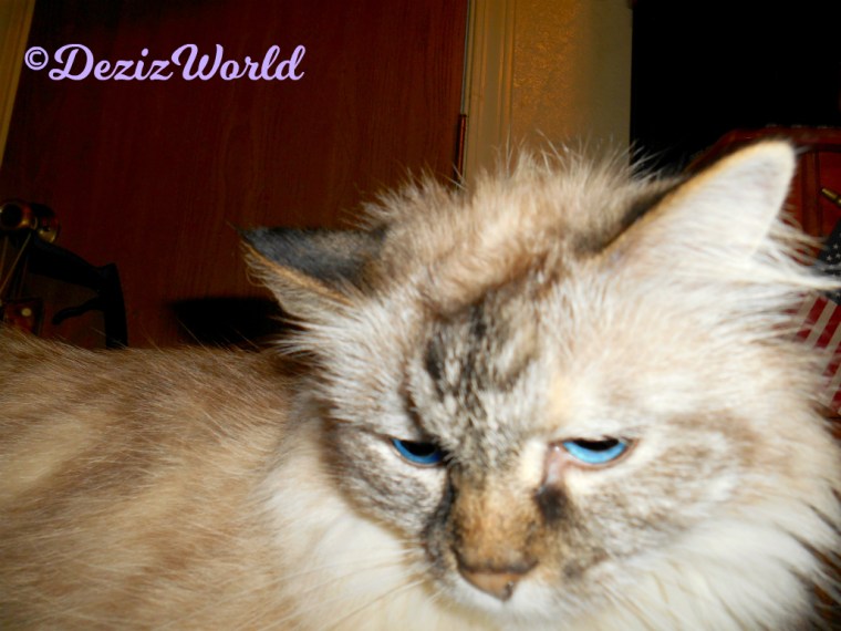 Dezi with lowered head and flat ears selfie