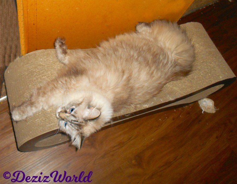 Dezi lays stretched out on scratcher