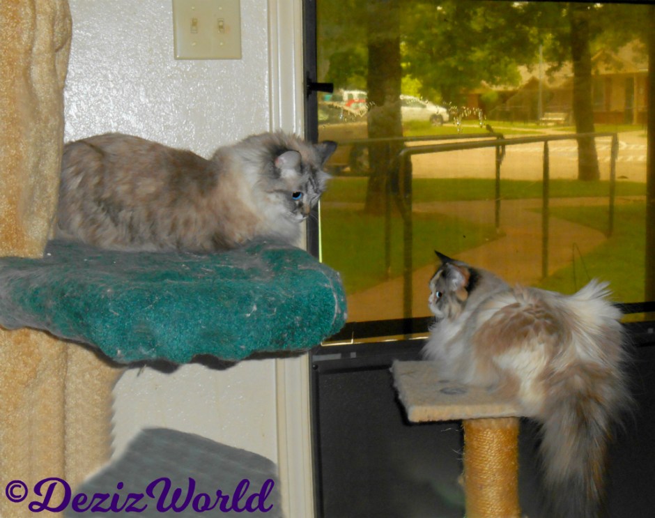 Dezi lays on liberty tree and Raena on the small perch looking at each other in front of the door.