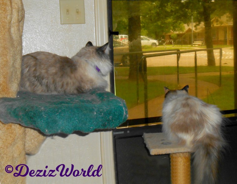 Dezi lays on cat tree and Raena lays on perch while looking outside