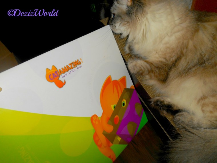 Dezi sniffs the cat amazing puzzle toy