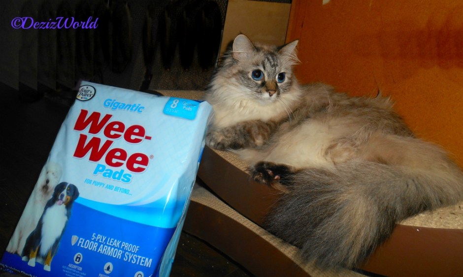 Dezi lays on scratcher posing with the wee wee piddle pads