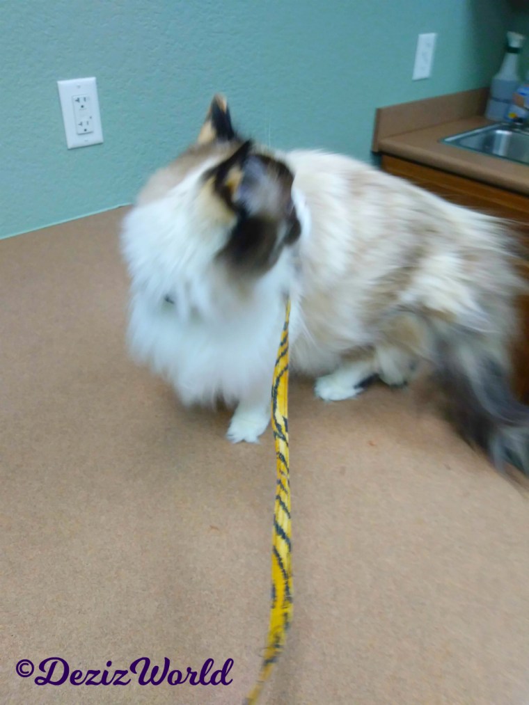 Raena looks over her shoulder while standing on the table at the vet's office