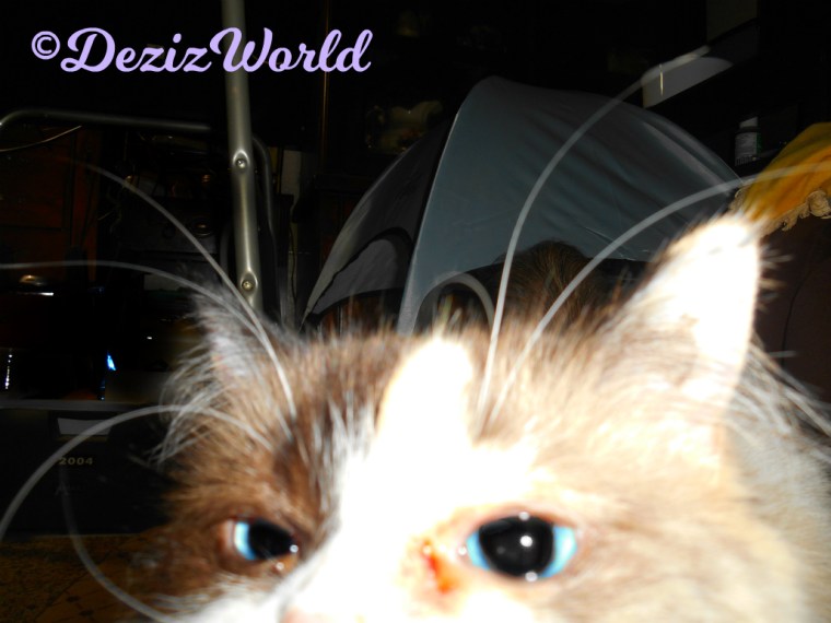 Raena close up of eyes-blooper