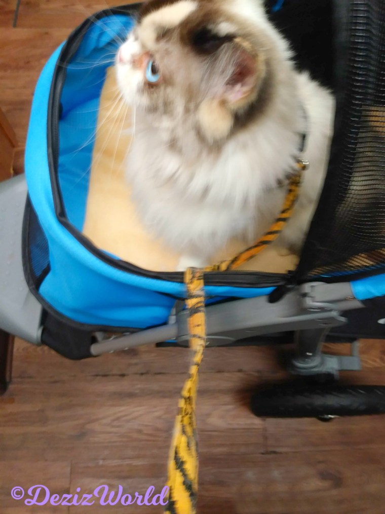 Raena sits in stroller at the vet's office