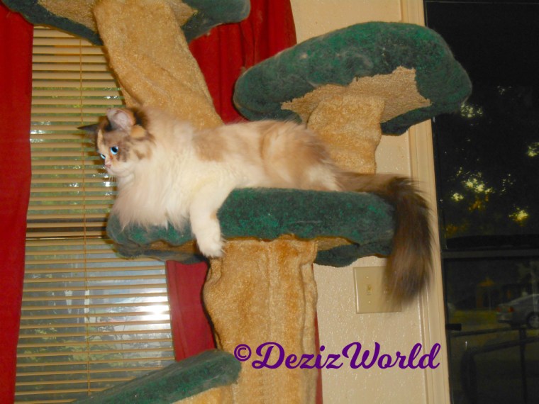 Raena lays on the liberty cat tree-profile selfie