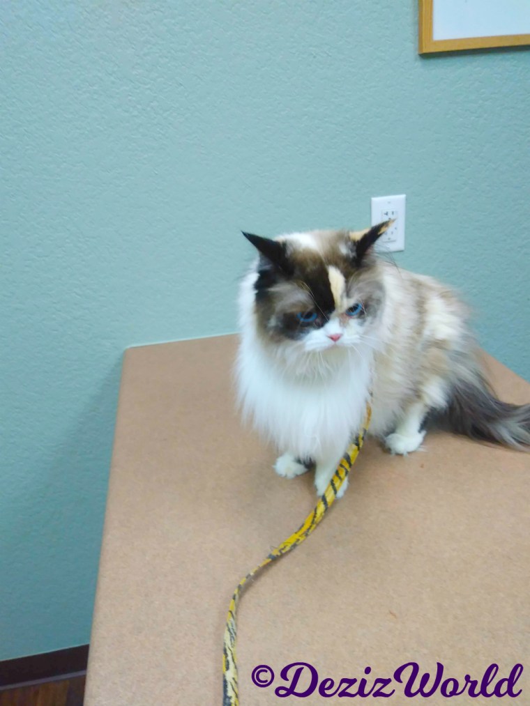 Raena sits on the table at the Vet's office