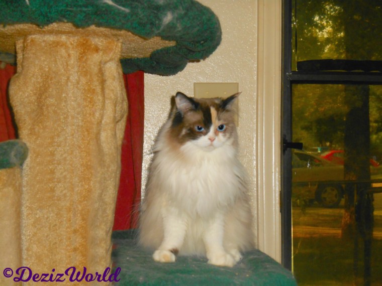 Raena sits pretty on the Liberty cat tree