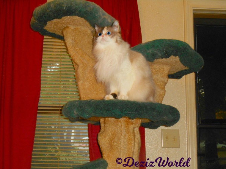 Raena sits on cat tree staring up at a fly