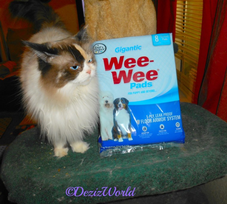 Raena stands on liberty cat tree posing with the wee wee piddle pads
