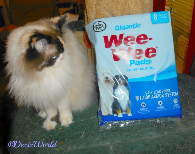 Raena stands on cat tree looking at wee wee piddle pads