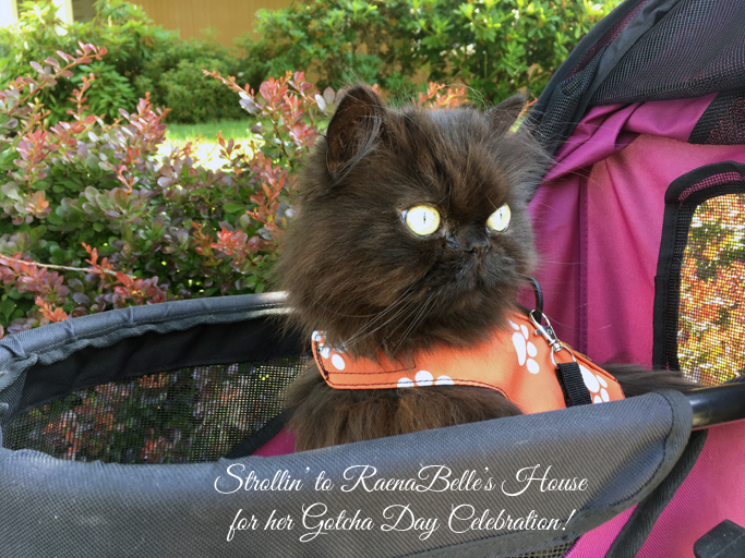 Valentine in stroller