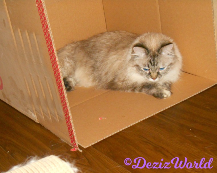 Dezi lays in a box licking her paw