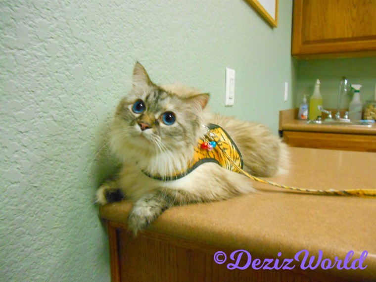 Dezi lays on the table at the vet's office