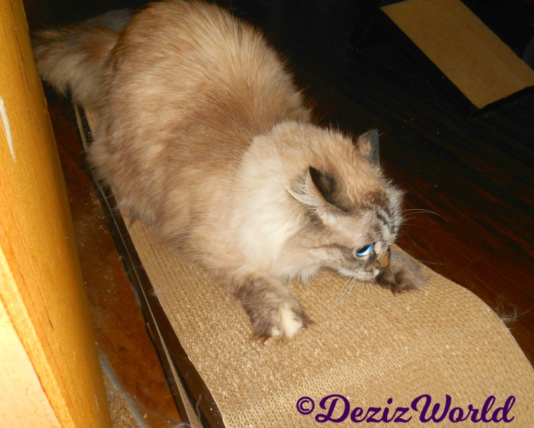 Dezi plays on scratcher