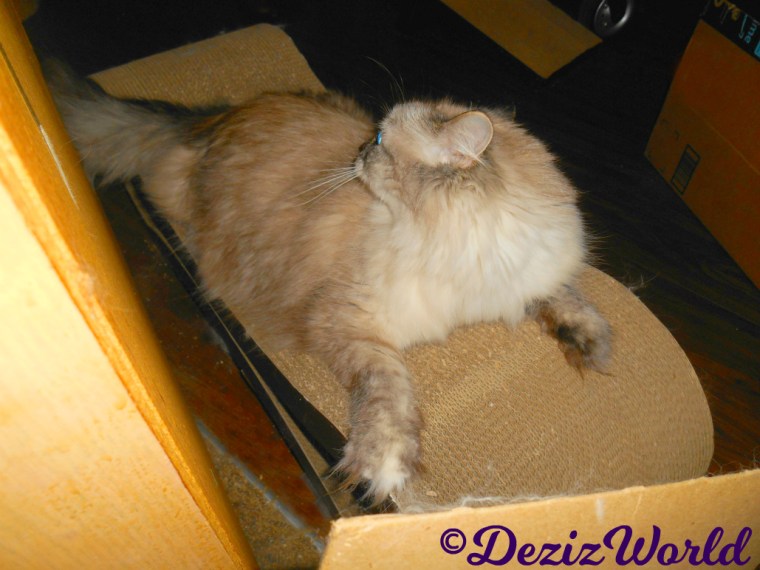 Dezi lays on scratcher and looks back over her shoulder
