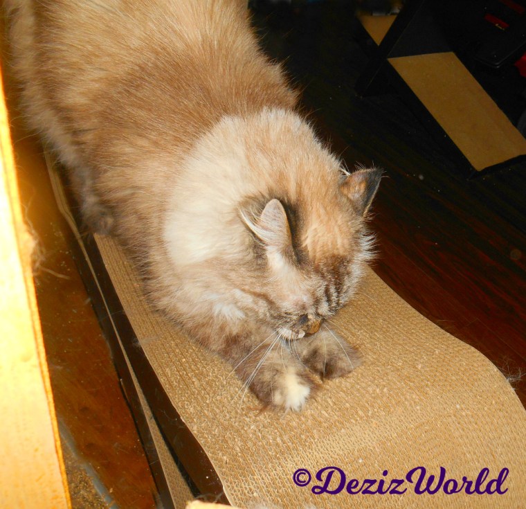 Dezi scratches scratcher