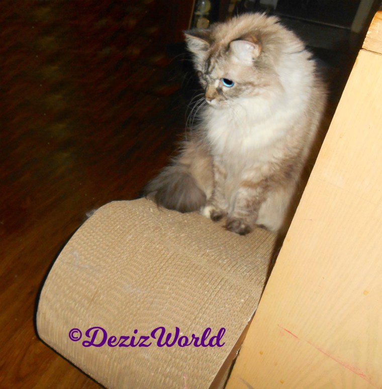 Dezi sits on scratcher watching the jitterbug