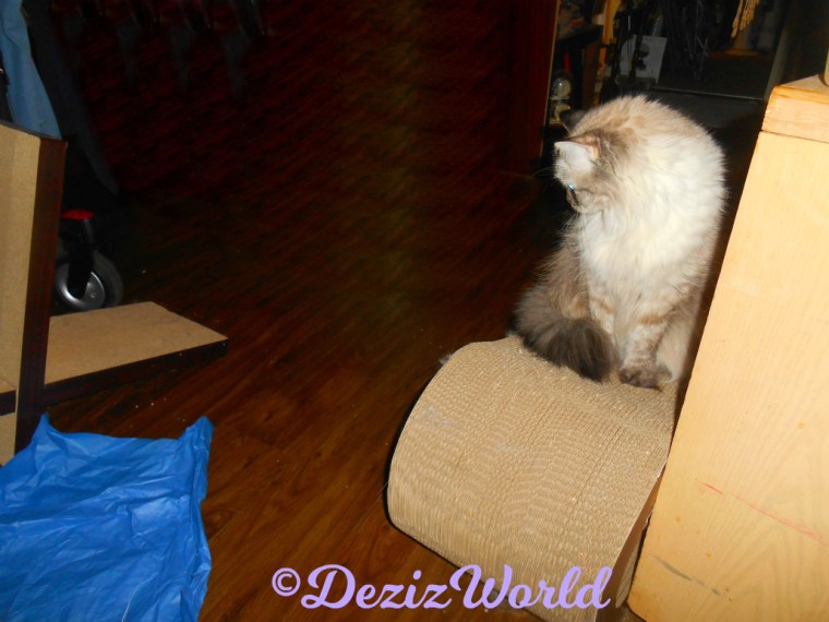 Dezi sits on scratcher watching jitterbug