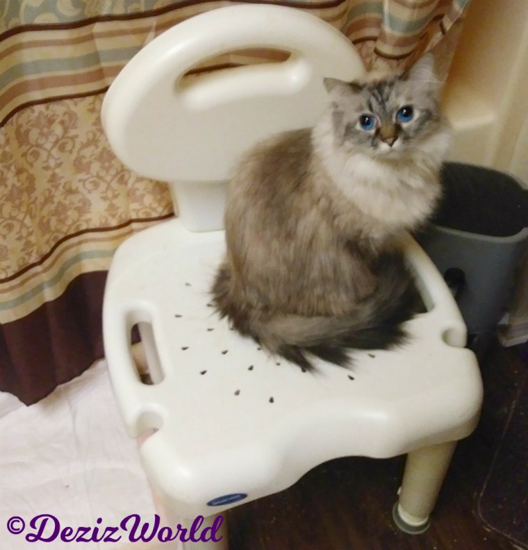 Dezi sits on shower chair looking up