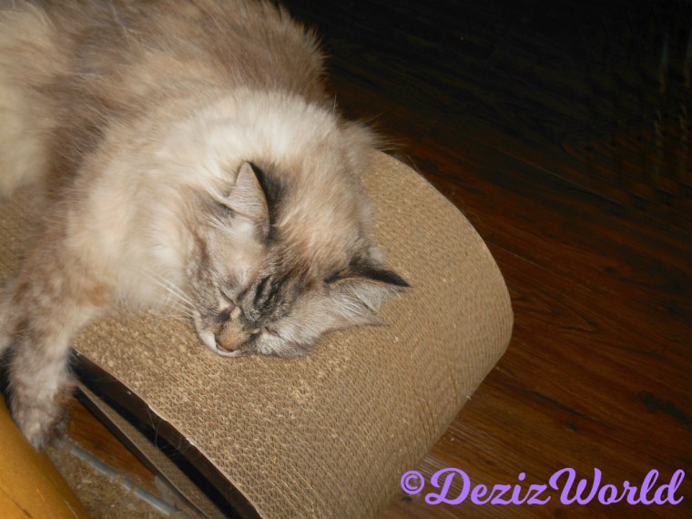 Dezi lays sleeping on cat scratcher