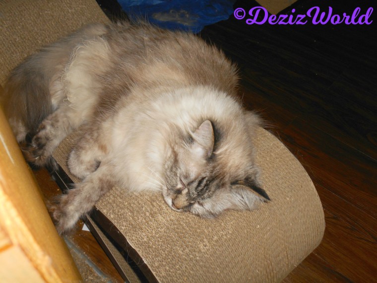 Dezi sleeps on cat scratcher