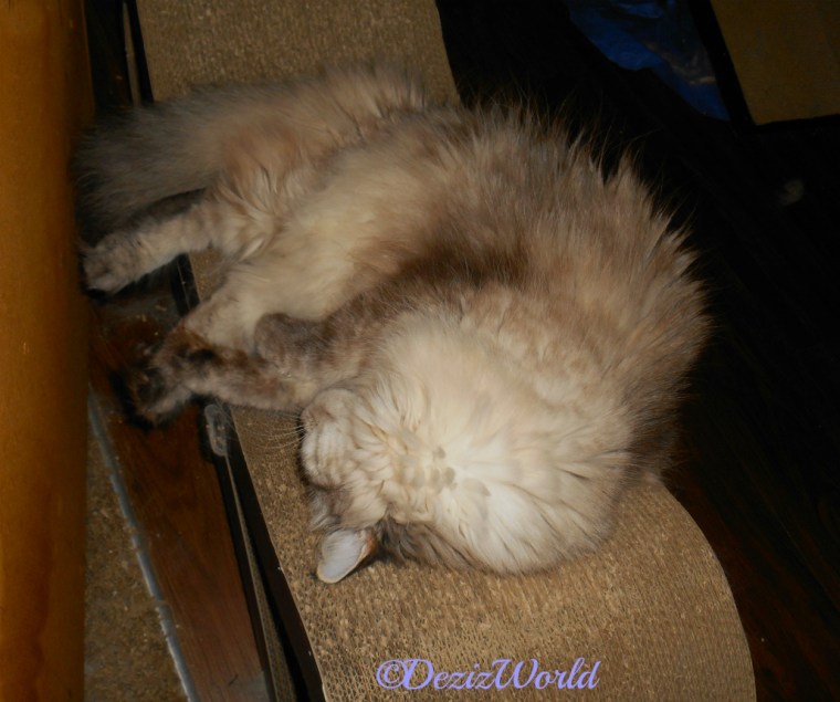 Dezi lays sleeping on cat scratcher