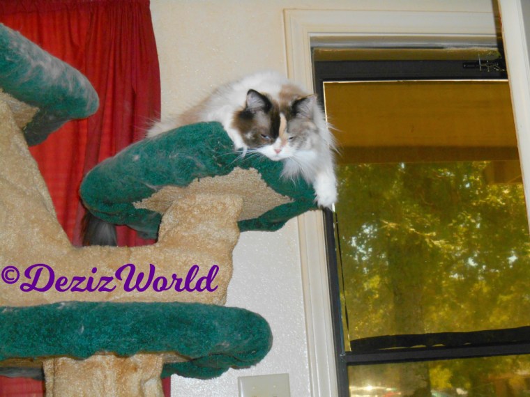 Raena hangs over the top of the Liberty cat tree