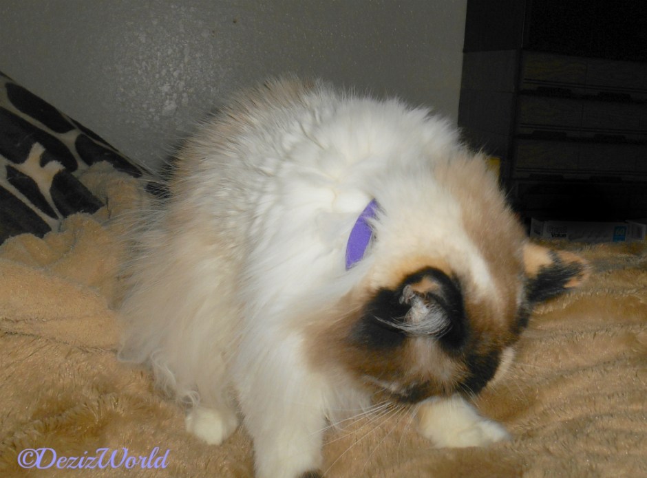 Raena looks down with her collar on with the Easy defense fea tag