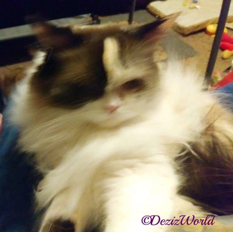 Blooper-Raena lays in lap and reaches for the camera phone