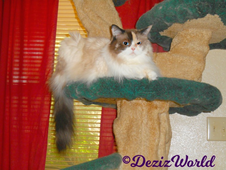 Raena lays on the ledge of the liberty cat tree