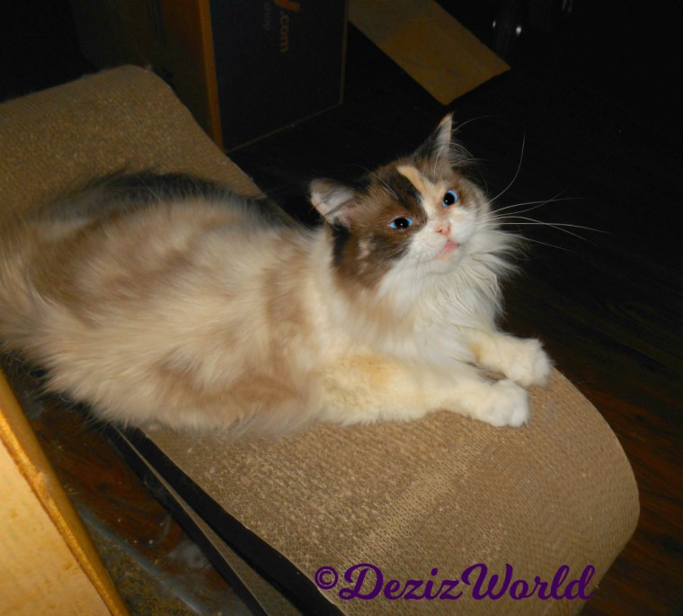 Raena lays on the scratcher and looks up