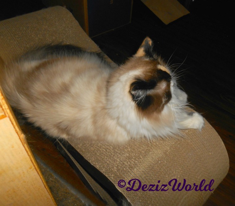 Raena lays on scratching pad