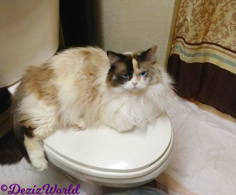 Raena lays on toilet in bathroom looking up