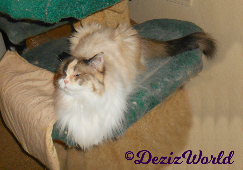 Raena lays on the bottom ledge of the liberty cat tree