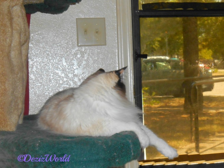 Raena lays on liberty cat tree looking out door 