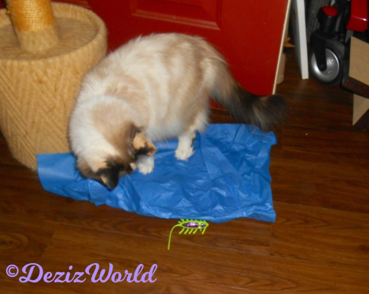 Raena plays with the jitterbug and packing paper