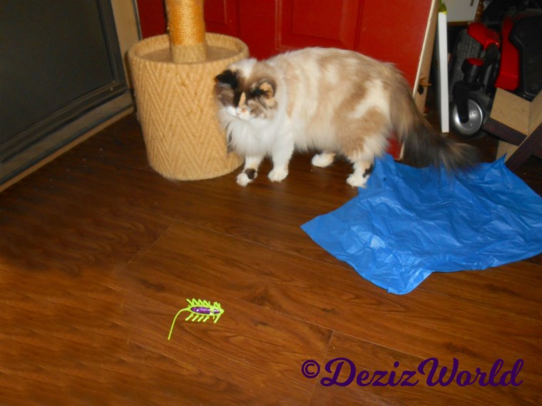 Raena plays with the jitterbug