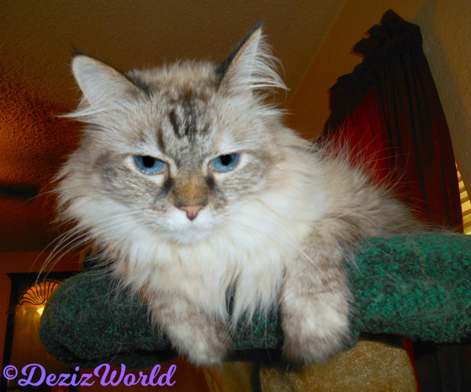 Dezi lays atop the cat tree selfie