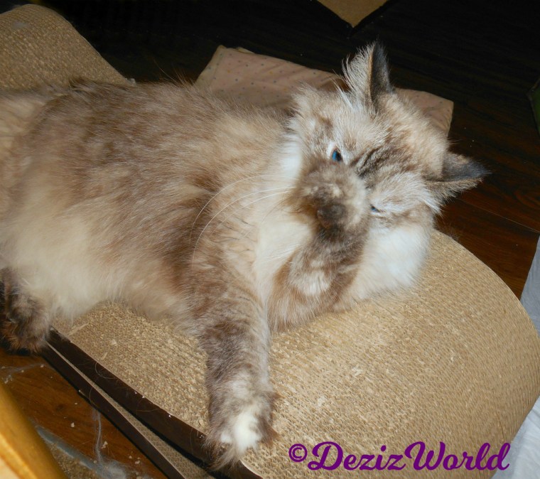 Dezi wipes eyes while laying on the scratcher