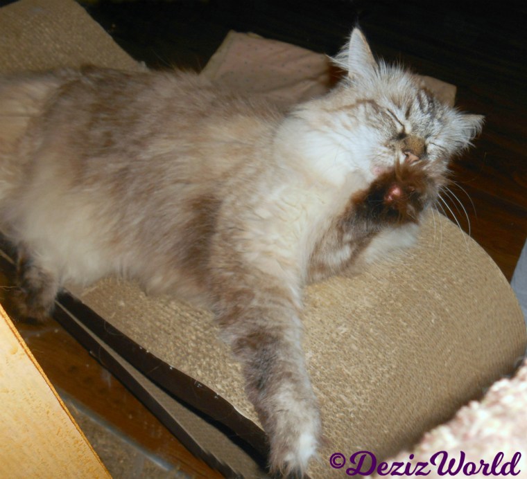 Dezi lays on scratcher and bathes