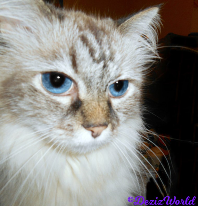 Close up of Dezi's face, selfie