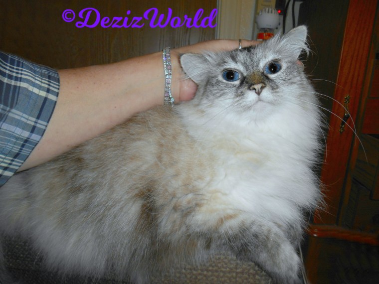 Dezi gets loving while laying on the arm of the chair