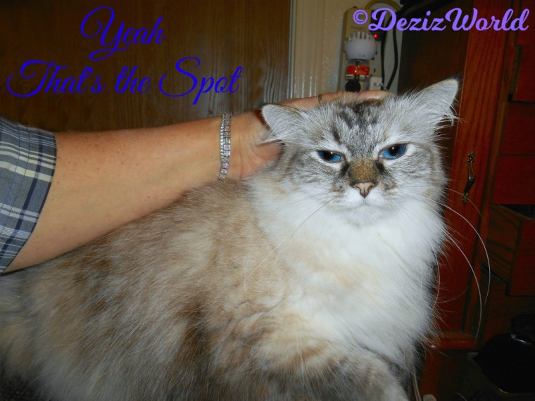 Dezi gets her ears scratched while laying on the chair arm