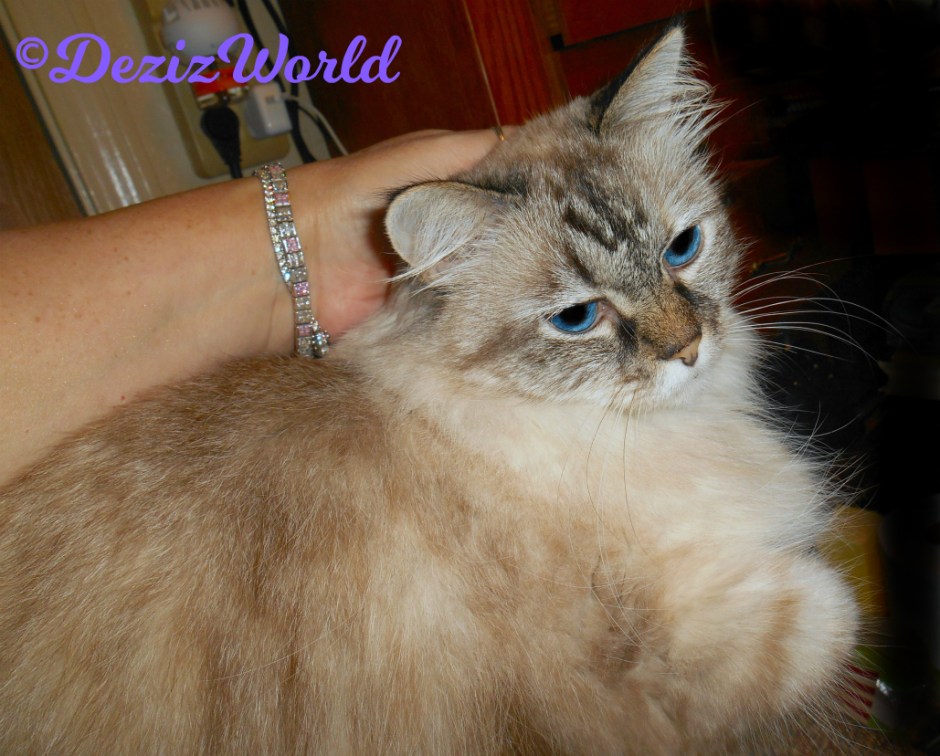 Dezi gets loving from mommy while laying on the arm of the chair