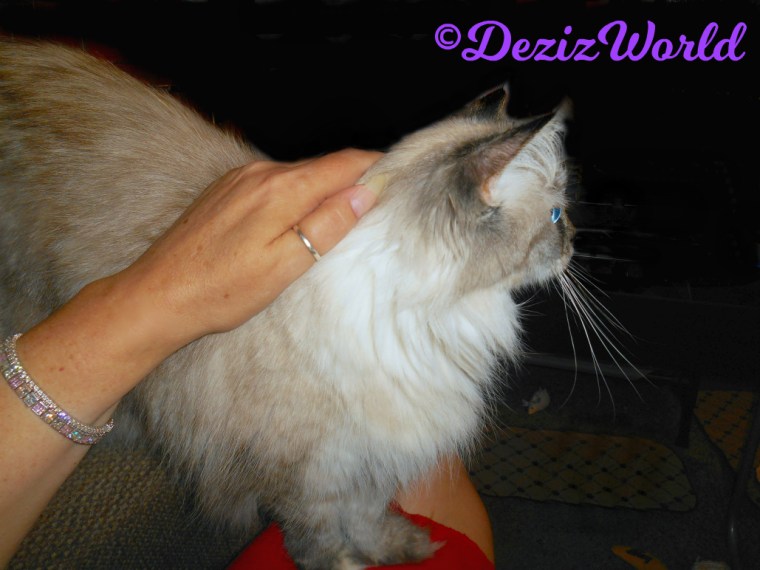 Dezi gets loving standing on mommy's lap
