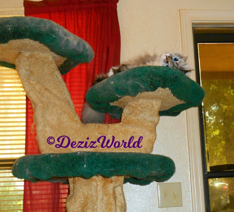 Dezi lays atop the liberty cat tree