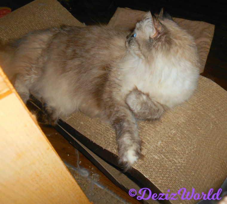 Raena lays on scratcher looking over her shoulder