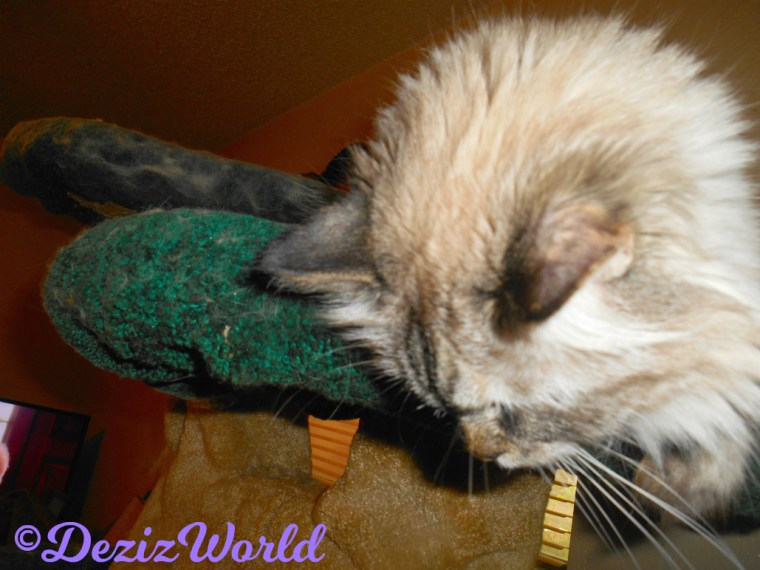 Dezi looks down from atop the liberty cat tree